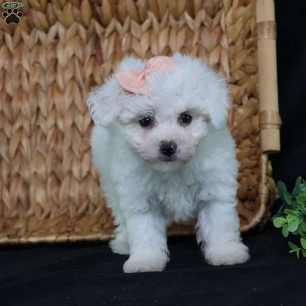 Nora (Tiny), Bichon Frise Puppy